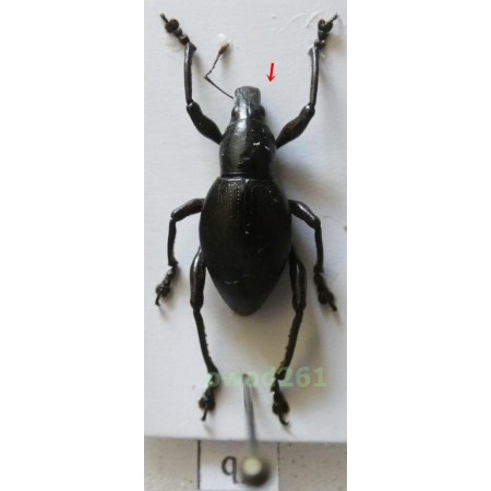Macrocyrtus contractus (Chevrolat, 1881) male Philippines5b